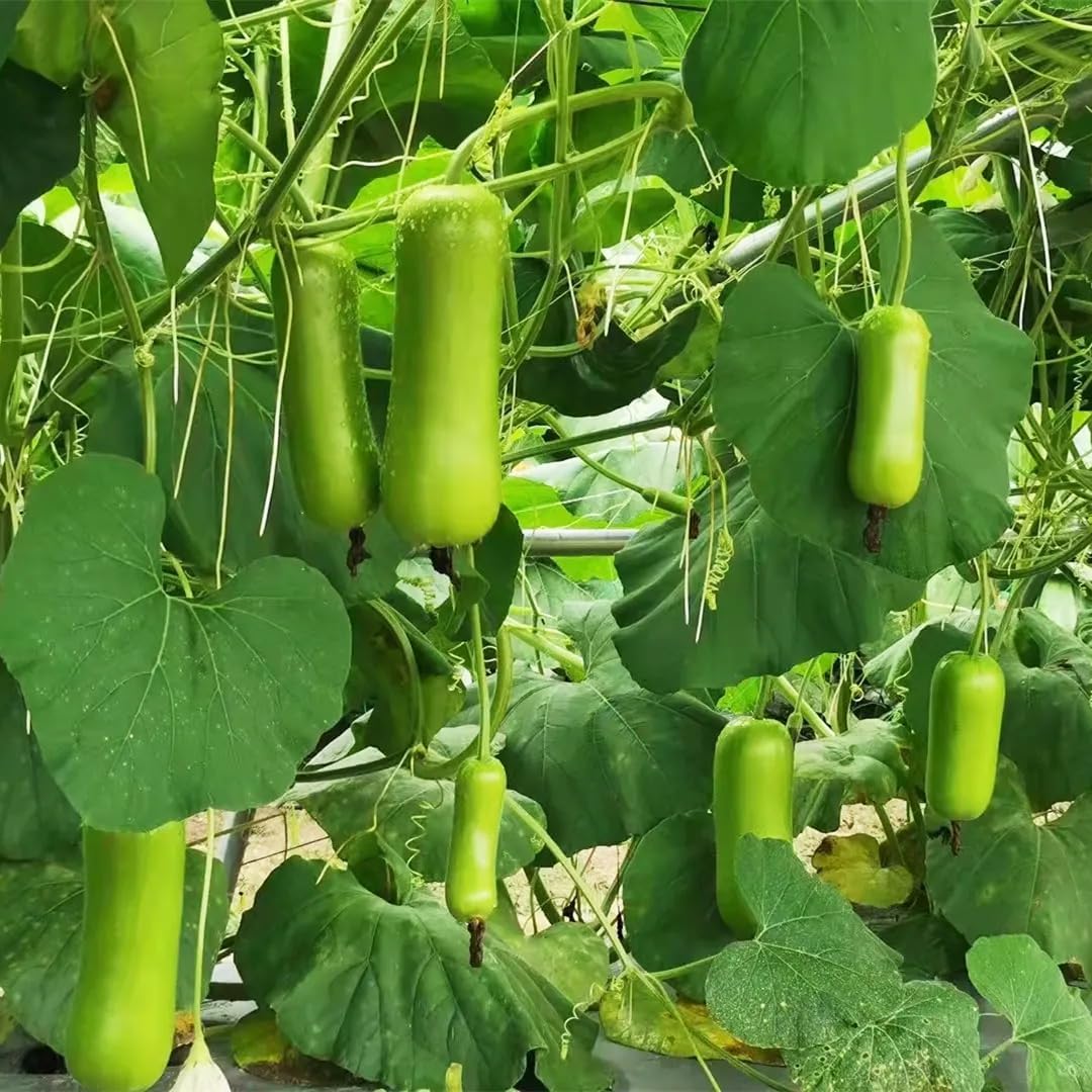 Seed Long Bottle Gourd Organic Seeds for Planting Outdoor- Plant & Grow Edible Vegetable Seeds in Your Home Garden
