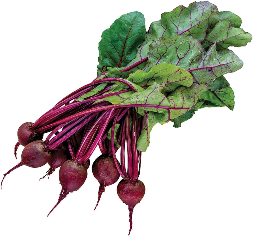 Burpee Detroit Dark Red Medium Top Beet Seeds 500 seeds
