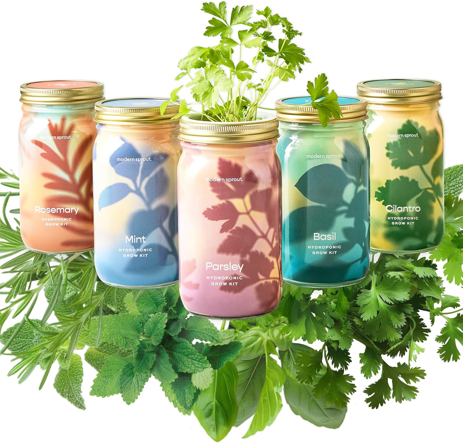 Modern Sprout New & Improved Mason Jar Grow Set, Mother\'s Day Gift, Indoor Herb Garden, Seed Starter Set, Organic Seeds, Hydroponic Growing (Basil + Mint + Parsley + Cilantro + Rosemary)